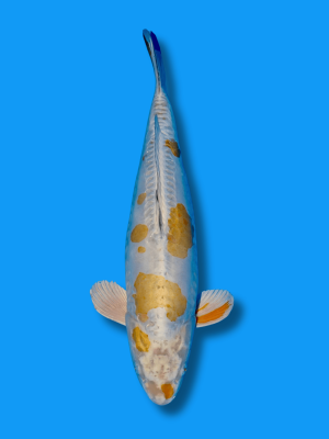 Doitsu Kogane Ochiba | Koi&Co.